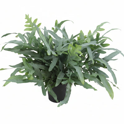 Phlebodium Aureum Blue Star Farn - Ø17cm - ↕50cm