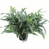 Phlebodium Aureum Blue Star Farn - Ø17cm - ↕50cm Bild 1