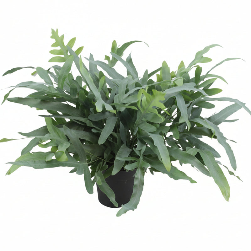 Phlebodium Aureum Blue Star Farn - Ø17cm - ↕50cm