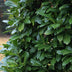 GreenboutiQ Prunus laurocerasus Novita: Immergrüne Heckenpflanze, 6er Set Bild 6