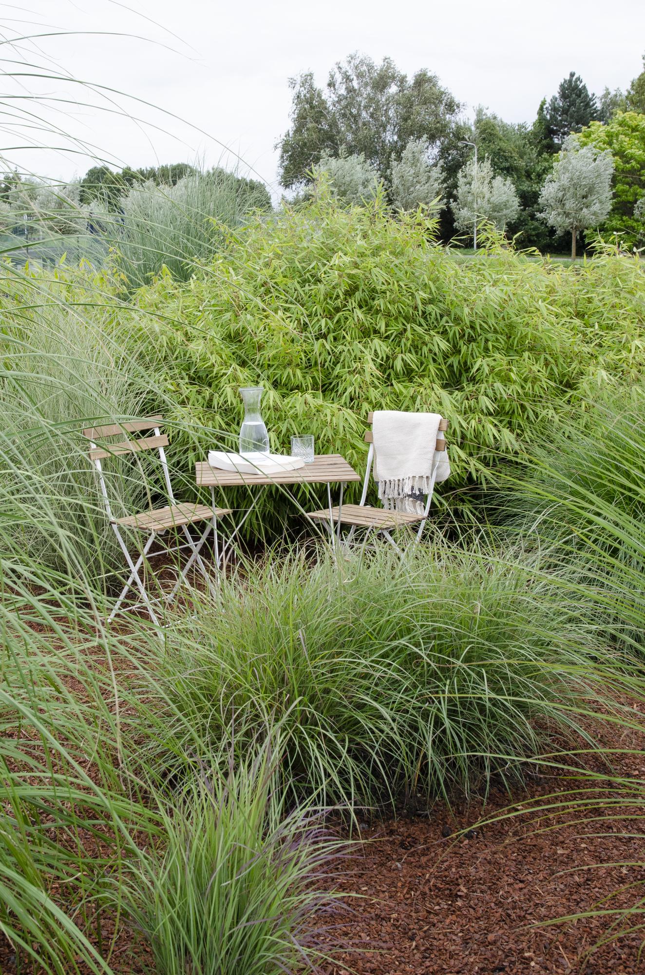 12x Fargesia rufa Bambus - 40cm Höhe, Ø14 Topf