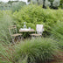 12x Fargesia rufa Bamboo - 40cm height, Ø14 pot Bild 6
