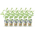 Blaubeere 'Goldtraube' (Vaccinium corymbossum) - 6 Pflanzen Bild 2