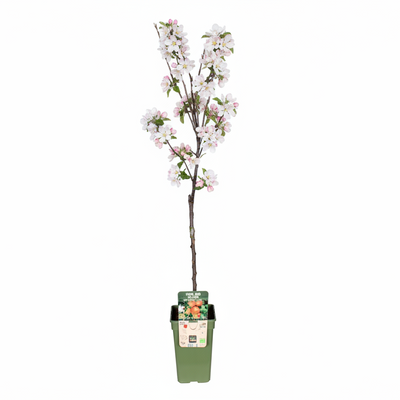 Elstar Apfelbaum (Malus Domestica) Ø19cm, H60cm