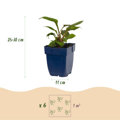 Green boutiQ - Perennials - Border Plant Package - Bee and Butterfly Attracting - Various - Types and Colors - 6 Plants - 11cm Pot - Height 15-25cm