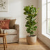 Ficus Lyrata Bush - 160 cm - Fiddle-leaf Fig, Ø27 Bild 4