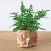 Athyrium spicatum Farn: Perfekt für Terrarien & Zimmer Bild 4
