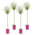4x - Salix Flamingo - Ø23cm - ↕140-160cm Bild 2