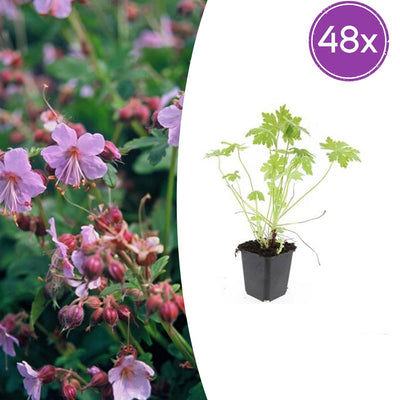 48x Geranium macrorrhizum - ↕10-25cm - Ø9cm