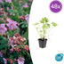 48x Geranium macrorrhizum - ↕10-25cm - Ø9cm Bild 1