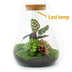Bottle Garden Set with Calathea & Lamp | DIY Biotope Bild 2