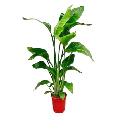 Strelitzia Nicolai | Weiße Paradiesvogelblume | 80-100 cm | ø17