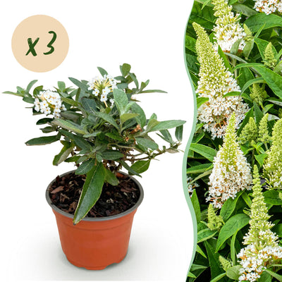 Buddleja 'Little White' - Schmetterlingsstrauch, 3 Pflanzen im 12cm Topf