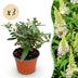 Buddleja 'Little White' - Butterfly Bush, 3 plants in a 12cm pot Bild 1