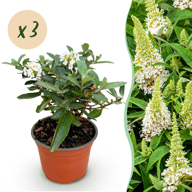 Buddleja 'Little White' - Butterfly Bush, 3 plants in a 12cm pot