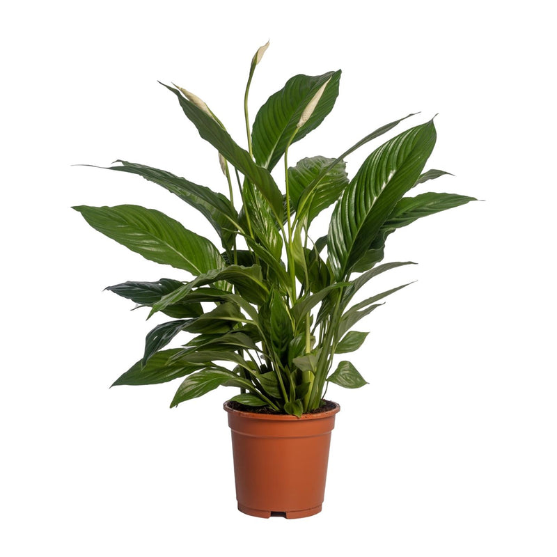 Spathiphyllum Vivaldi Friedenslilie – Ø17cm, ↕70cm
