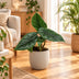 Alocasia Scalprum Grau: Exotische Zimmerpflanze, Ø6cm Bild 2