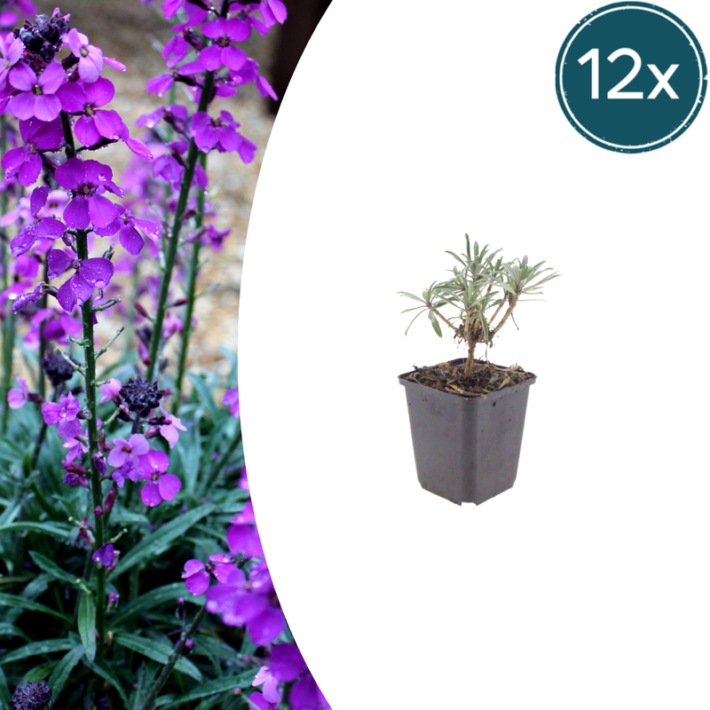 Erysimum 'Bowles' Mauve' - 12x Perennial, 10-25cm, Ø9cm