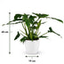 Philodendron Lacerum Zimmerpflanze mit weißem Übertopf, 65cm Bild 3