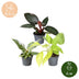 3x Baby Philodendron Tricolour Mix (Ø6cm, ↕10-15cm) - Farbenfroh Bild 5