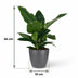 Philodendron Imperial Green - Pflegeleichte Zimmerpflanze mit Übertopf Bild 3