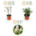 Buddleja Butterfly Candy Little White - Butterfly Bush, compact, white Bild 4