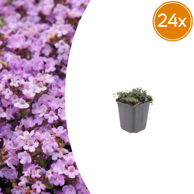24x Thymus praecox 'Purple Beauty' Bodendecker, 10-25cm, Ø9cm