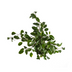 Ficus Benjamina Golden King Ø17cm - ↕60 - 80cm Bild 3