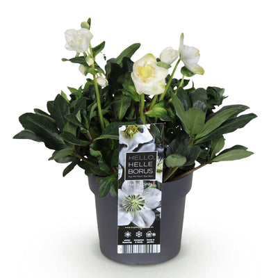 Weihnachtsrose 'Christmas Carol' - Weiße Blüte, Immergrün, 17cm Topf