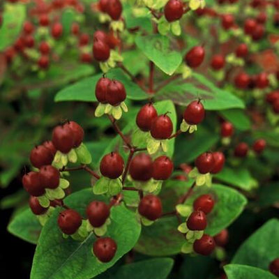 6x Hypericum inodorum 'Beauty' - ↕10-25cm - Ø9cm
