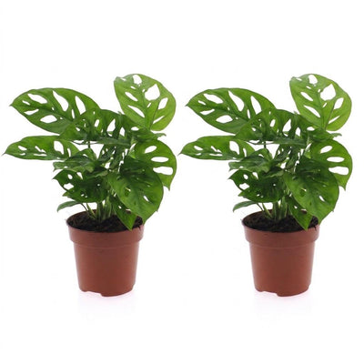 Green boutiQ - Monstera Adansonii - Monstera Adansonii - 2 Pflanzen - Topf 12cm - Höhe - 25cm