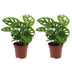 Green boutiQ - Monstera Adansonii - Monstera Adansonii - 2 Pflanzen - Topf 12cm - Höhe - 25cm Bild 2