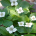 60x Cornus canadensis - ↕10-25cm - Ø9cm Bild 4