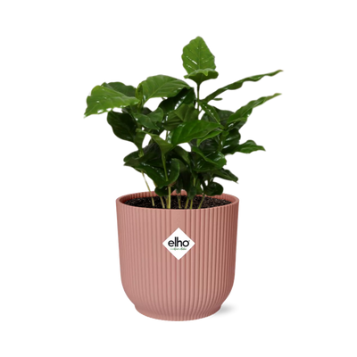 Coffea Arabica Topf ELHO Vibes Fold 14cm rosa