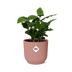 Coffea Arabica Topf ELHO Vibes Fold 14cm rosa Bild 1