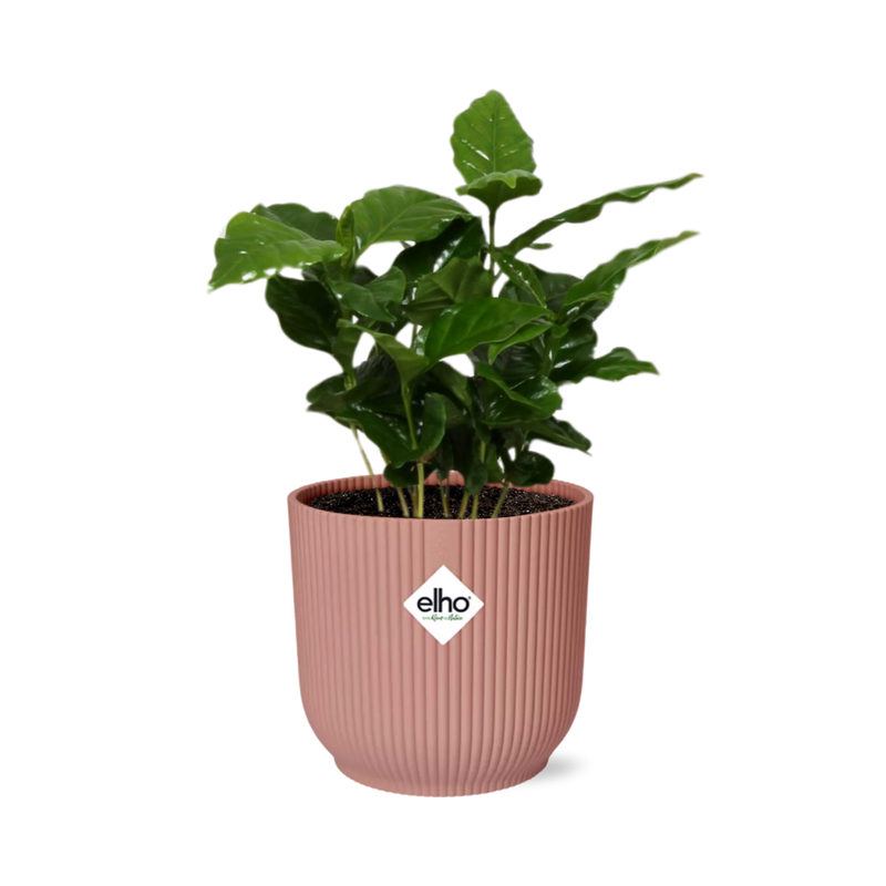Coffea Arabica Topf ELHO Vibes Fold 14cm rosa