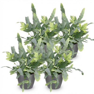Phlebodium aureum 'Blue Star' Blaue Farn, Haustierfreundlich, 4er Set