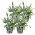 Phlebodium aureum 'Blue Star' Blaue Farn, Haustierfreundlich, 4er Set Bild 2