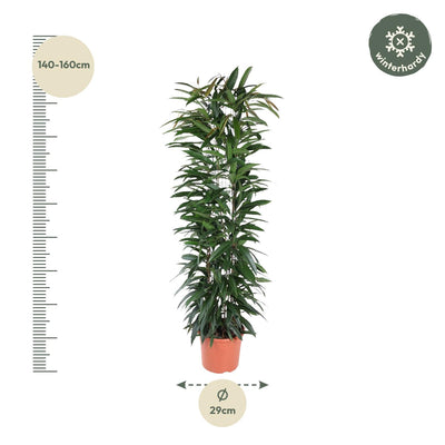 Ficus Alii King Säulenpflanze – 150 cm