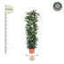 Ficus Alii King Säulenpflanze – 150 cm Bild 2
