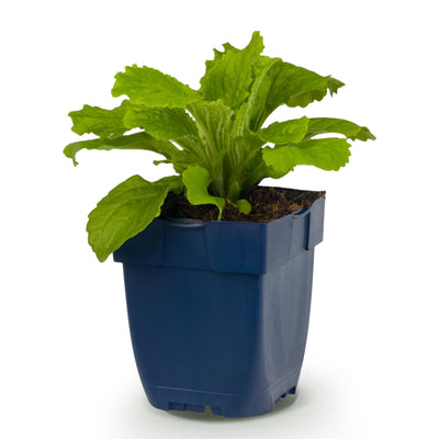 Green boutiQ - Perennials - Digitalis purp. Dalmatian Purple - Foxglove - Shade - Purple - 1 Plant - 11cm Pot - 15-25cm Height
