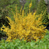 Forsythia 'Goldrauch' Strauch: Gelbe Blüte, pflegeleicht, 45cm Bild 5