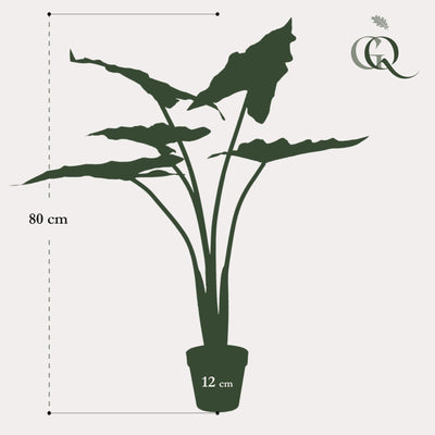 Kunstpflanze Alocasia Frydek, 80 cm – Pflegeleicht & Dekorativ