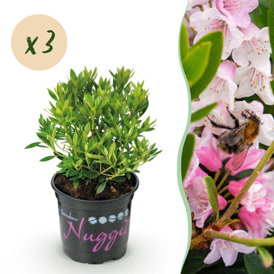 Zwerg-Rhododendron Bloombux Light Pink, 3 Pflanzen
