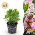 Zwerg-Rhododendron Bloombux Light Pink, 3 Pflanzen Bild 1
