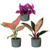 Baby Paradise Mix: 3 tropische Pflanzen im 6cm Topf Bild 2