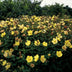 12x Hypericum dummeri 'Peter Dummer' - ↕10-25cm - Ø9cm Bild 3