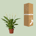 Spathiphyllum Bingo Cupido (Einblatt) – Luftreinigende Zimmerpflanze, 45cm Bild 4