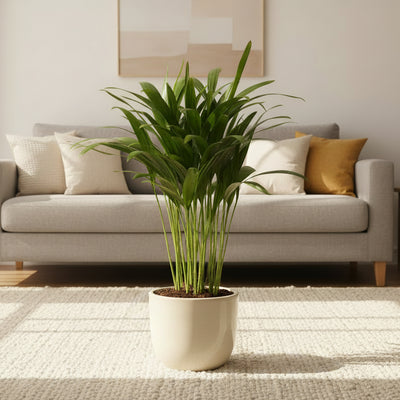 Areca Dypsis Palme Ø12cm - 35cm - Tropisches Flair für Ihr Zuhause