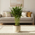 Areca Dypsis Palm Ø12cm - 35cm - Tropical Flair for Your Home Bild 2
